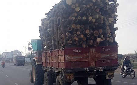 वनपरिक्षेत्र अधिकाऱ्यांच्या आशीर्वादाने हदगाव तालुक्यात दिवसा ढवळ्या अवैध वृक्षतोड करुन वाहतुक