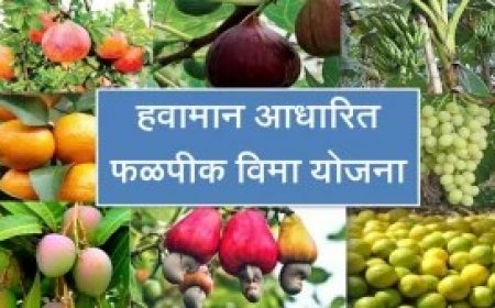 सर्व्हर डाऊनमुळे हजारो संत्रा उत्पादक शेतकरी फळ पीक विम्या पासून वंचित !!