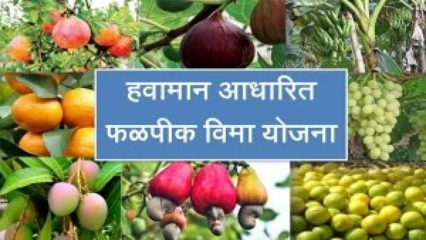 सर्व्हर डाऊनमुळे हजारो संत्रा उत्पादक शेतकरी फळ पीक विम्या पासून वंचित !!