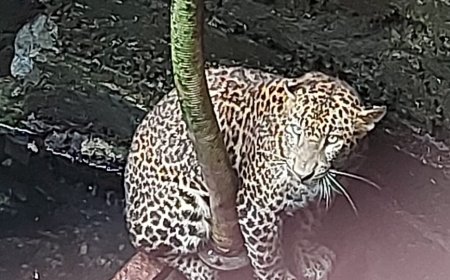 विहिरीत पडलेल्या बिबटयाला वनविभागा कडून जीवदान !!