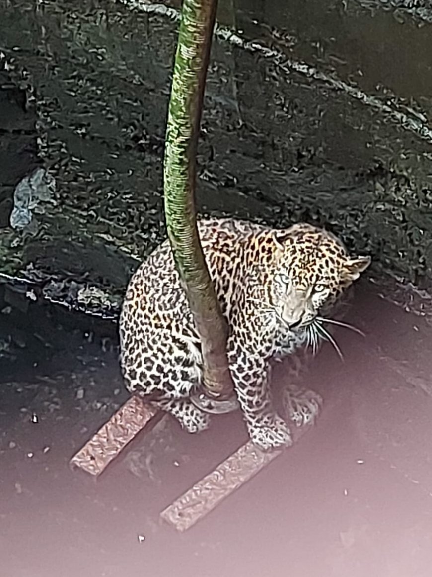 विहिरीत पडलेल्या बिबटयाला वनविभागा कडून जीवदान !!