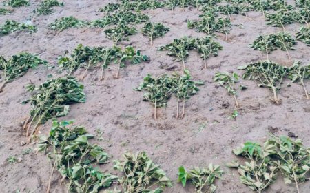 अकोट तालुक्यात अतिवृष्टी नदी नाल्याकाठच्या शेतीचे प्रचंड नुकसान !