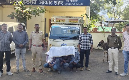गोवंश चोरी करणारे आरोपी जेरबंद!!
